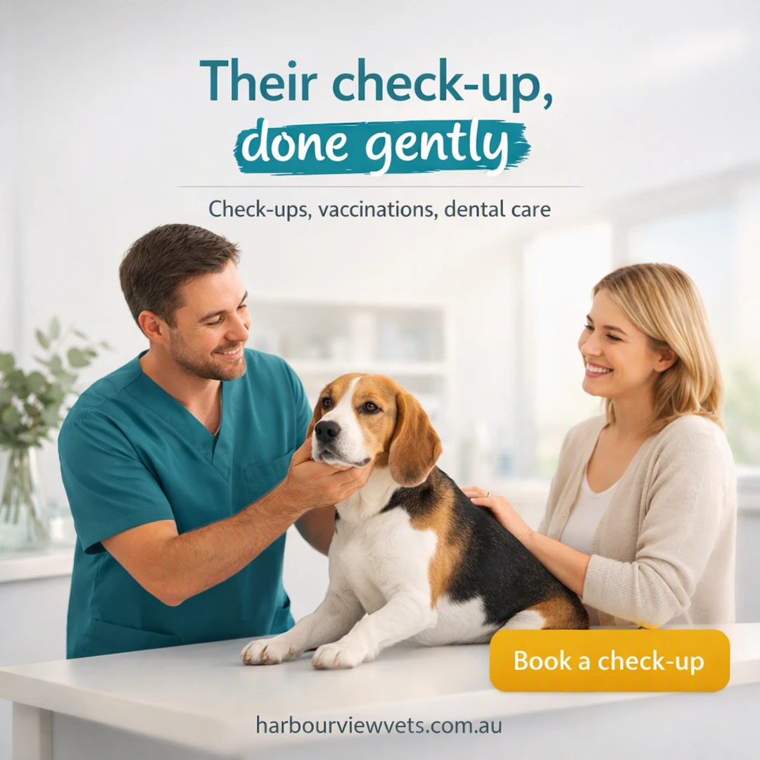 Finished post Evolamate made for pet care businesses: Their check-up, done gently